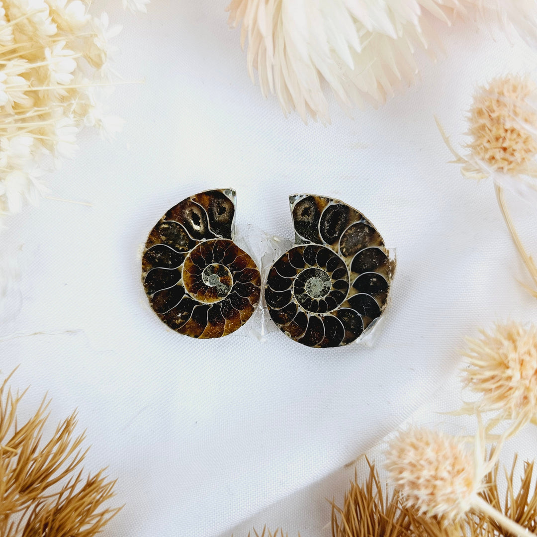 Ammonite Fossil