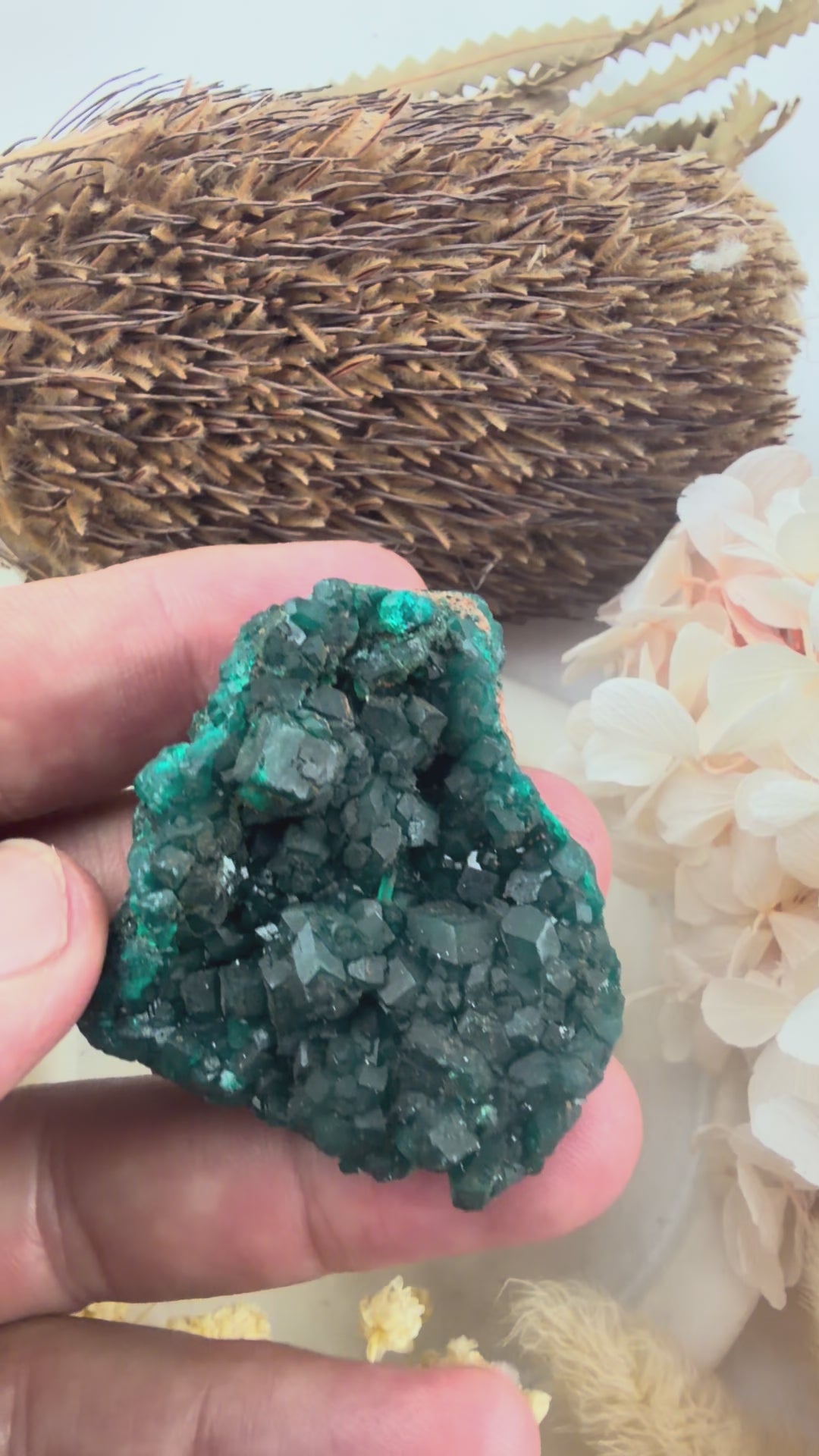 Dioptase Natural Cluster