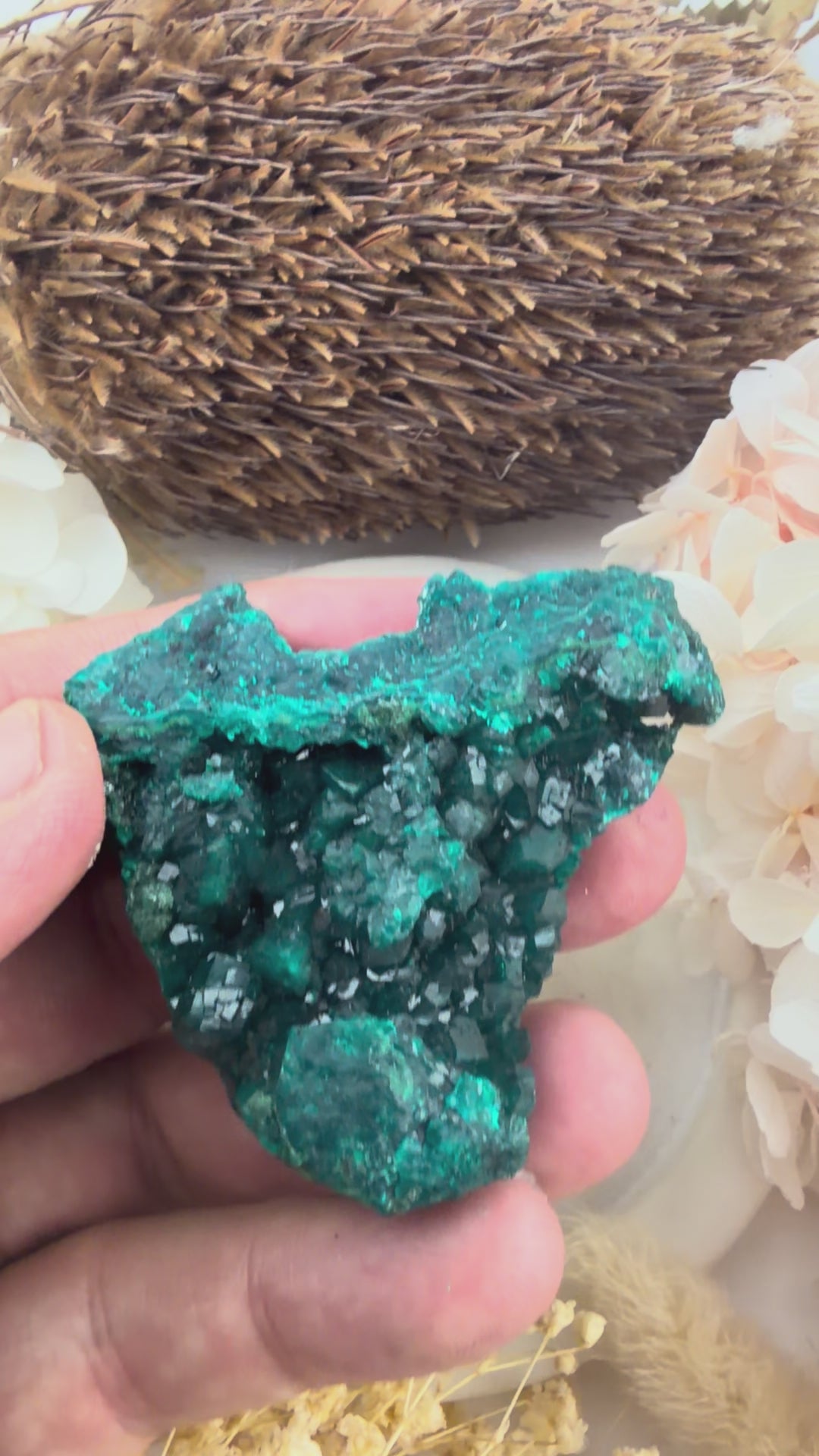 Dioptase Natural Cluster