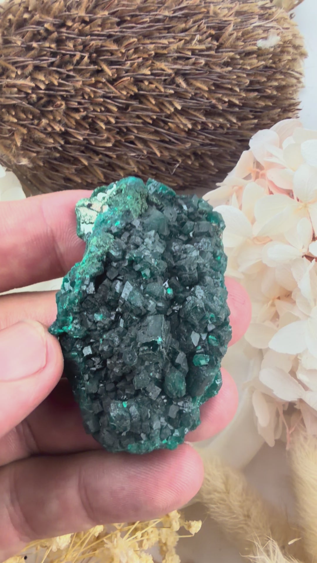 Dioptase Natural Cluster