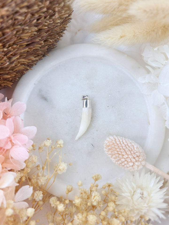 Crocodile Tooth Silver Pendant